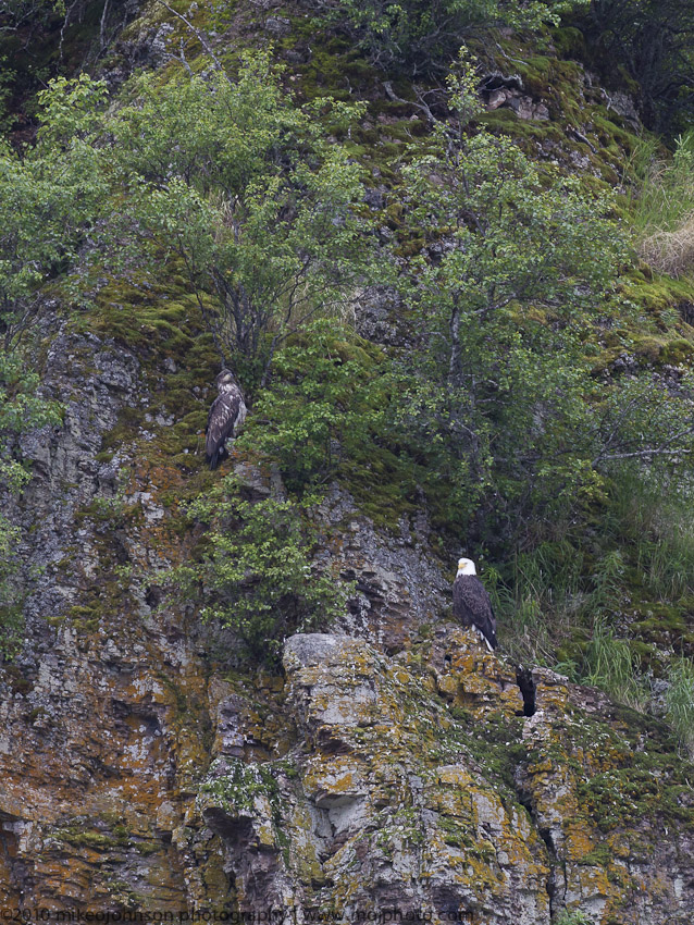 026-Pair of Eagles on the Rocks