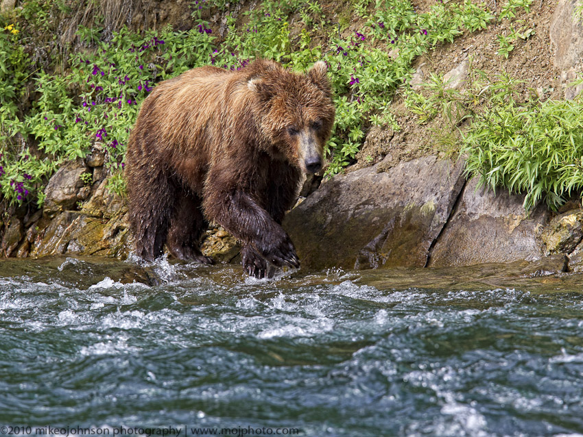 031-Searching for Fish