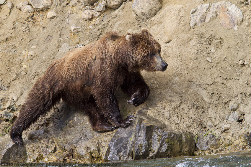 032-Agile Bear