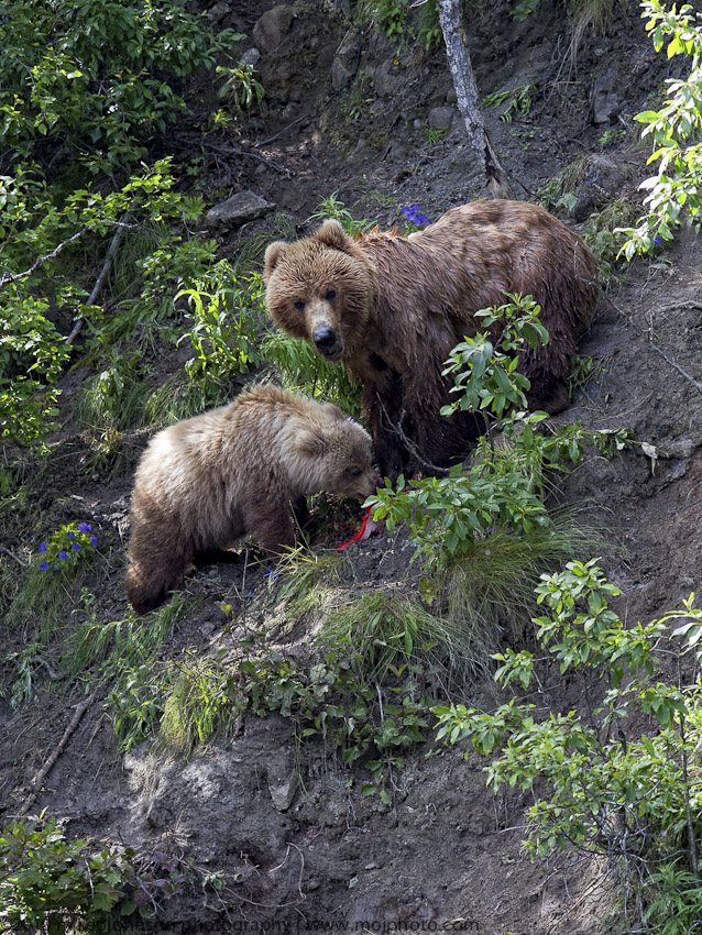 038-Grizzly Sow with Cub