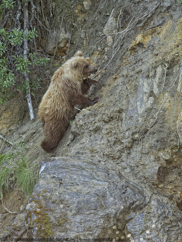 040-Grizzly Cub