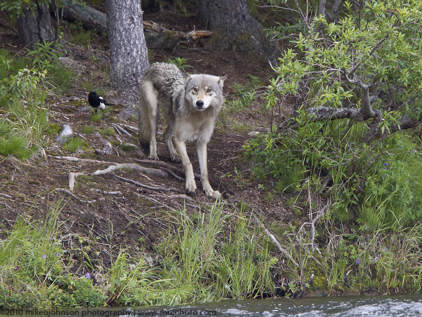 043-Surprised by a Wolf