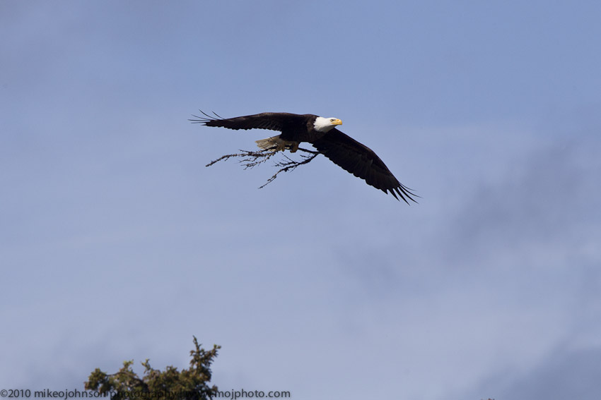 045-Eagle with Nest Repairs
