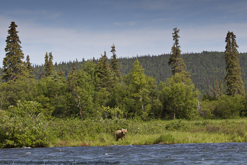 052-Bear in the Scenery