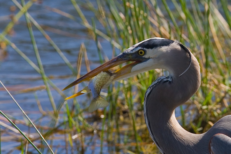 Great Blue Heron with lunch