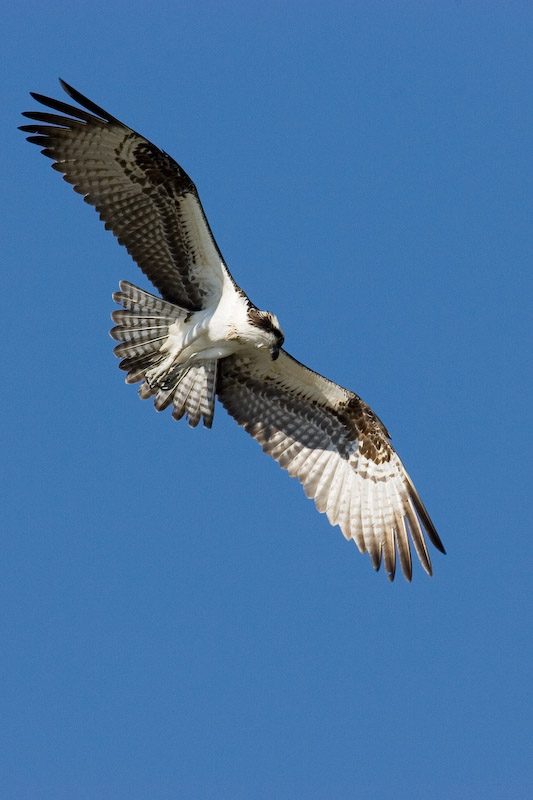 Osprey hunting