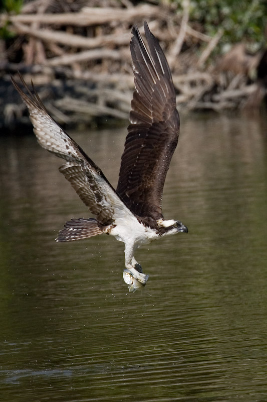 Osprey with fish stolen from Pelican