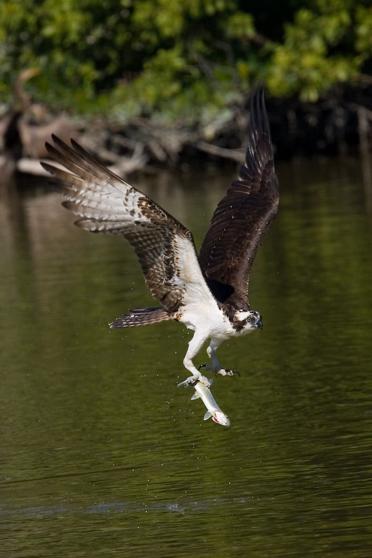 Osprey with fish