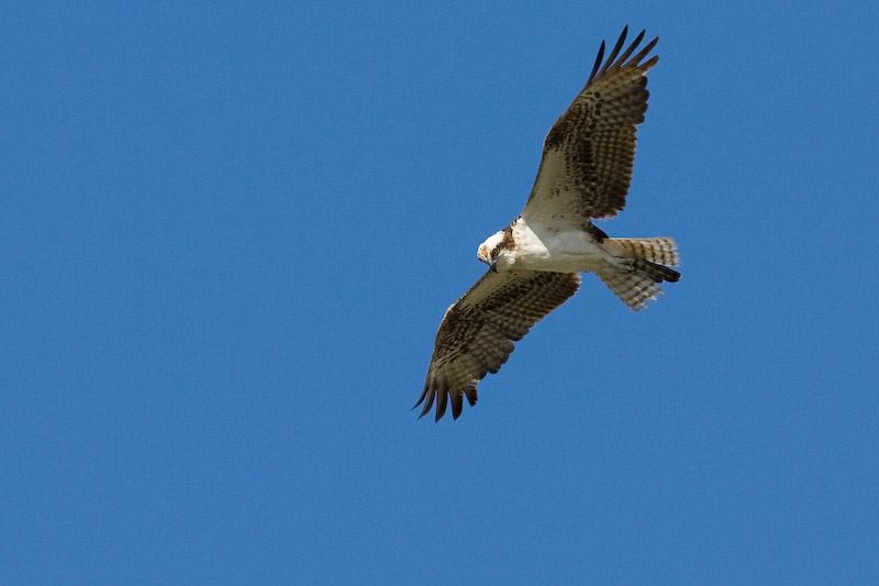 Osprey