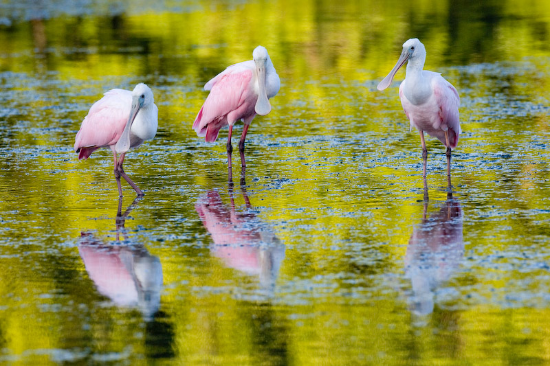 Roseate Spoonbills