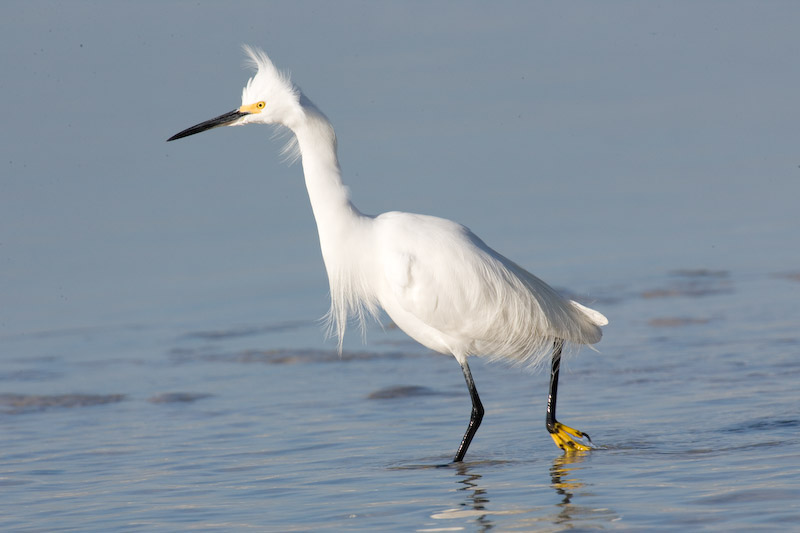 Snowy Egret with bad hair day