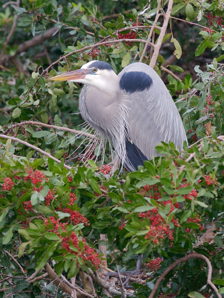 GBH - Venice Rookery