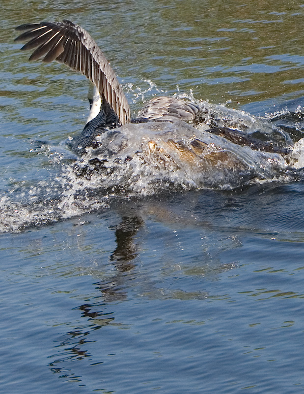 Pelican caught by Alligator
