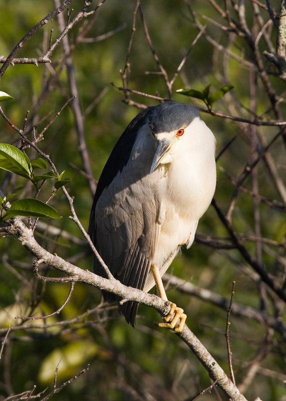 Black Crowned Night Heron