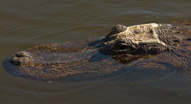 Alligator