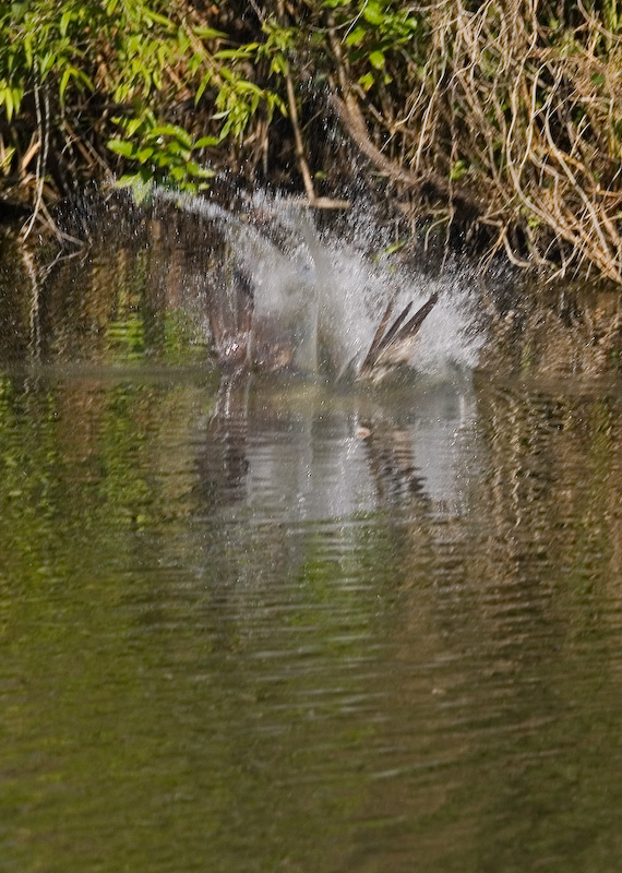 Osprey dive