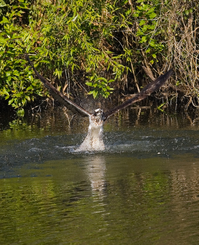 Osprey dive recovery