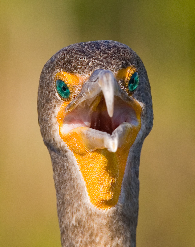 Cormorant head shot