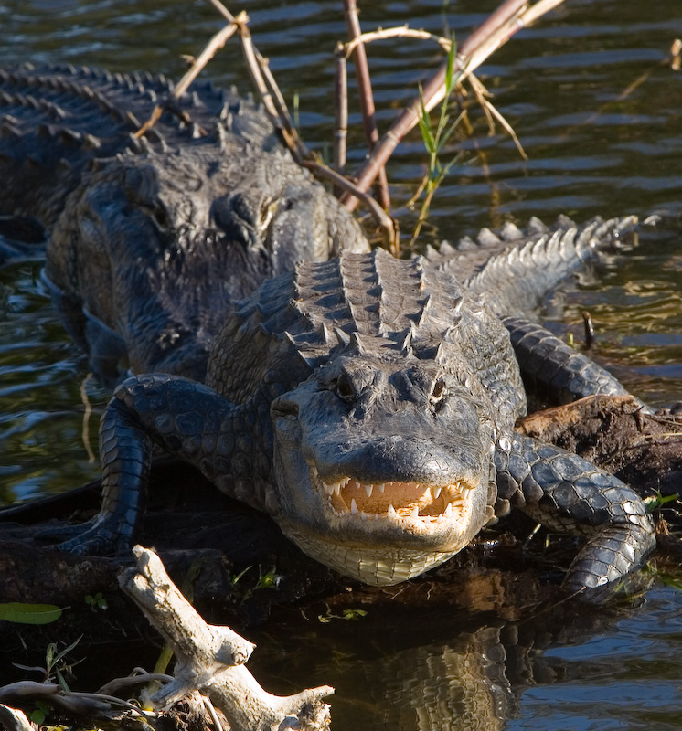 Mean alligator