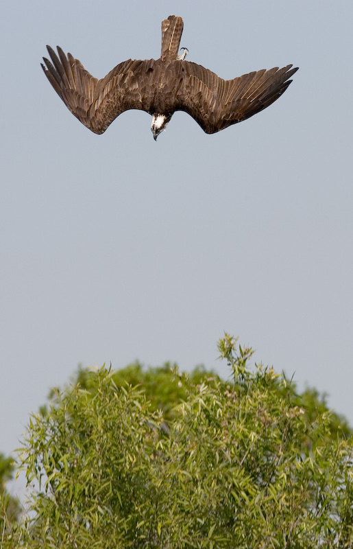 Osprey beginning dive