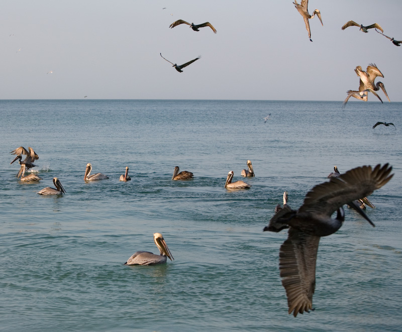 Feeding time