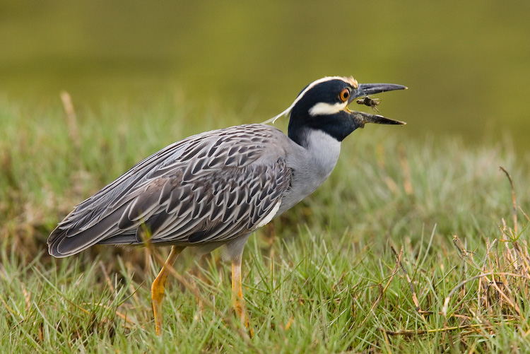 yellow Crowned Night Heron with Breakfast