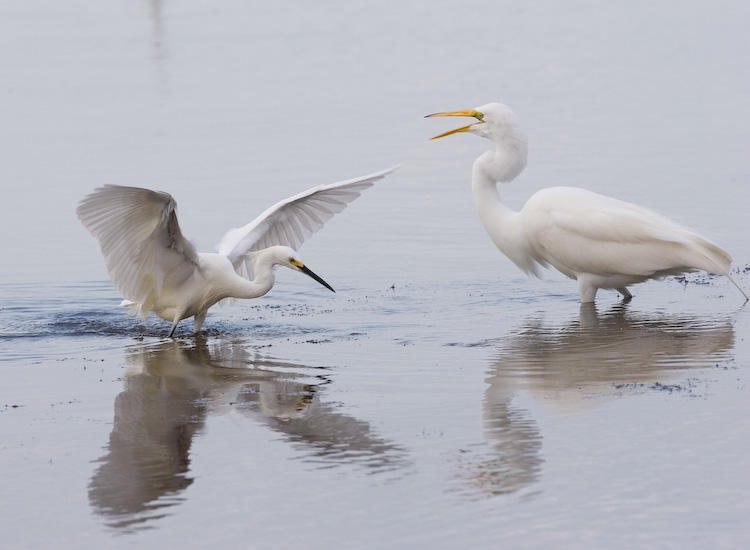 Snowy and Great White Egret - Out of my space