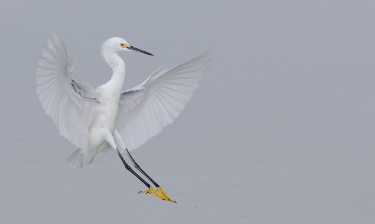 Snowy Egret Landing