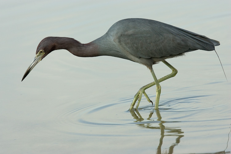 Little Blue Heron