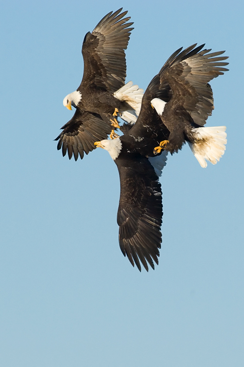 Talons locked