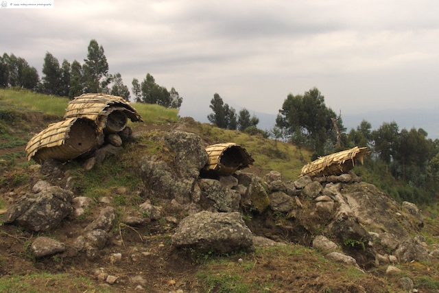 Bee hives