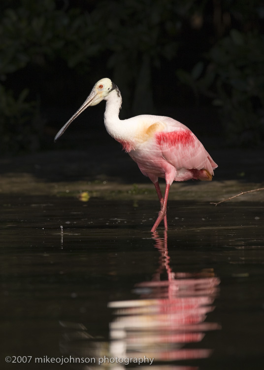 Roseate Spoonbill