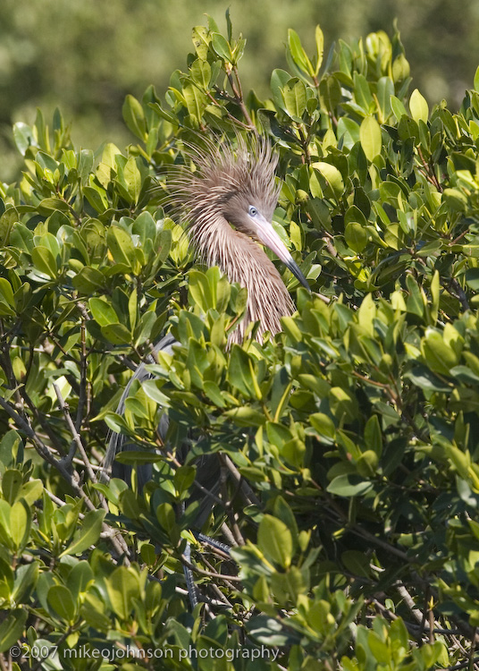 Reddish Egret