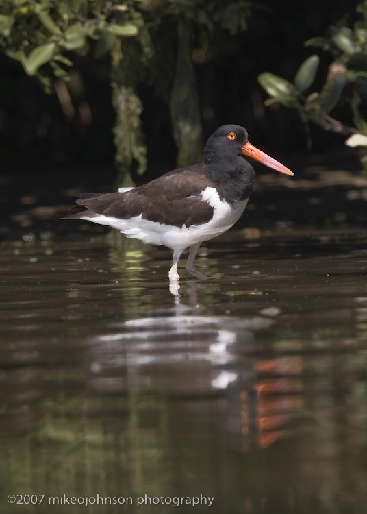 American Oystercatcher