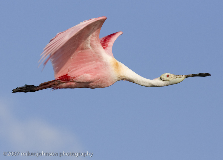Spoonbill flight shot
