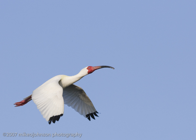 White Ibis flight shot