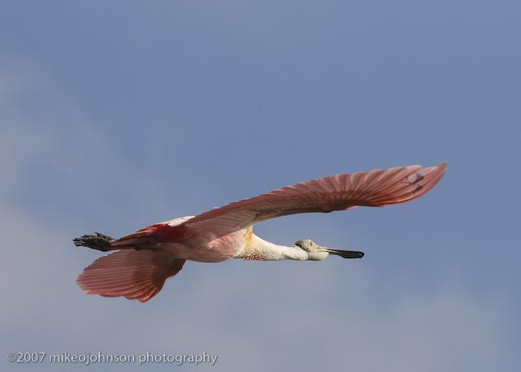 Spoonbill flight shot