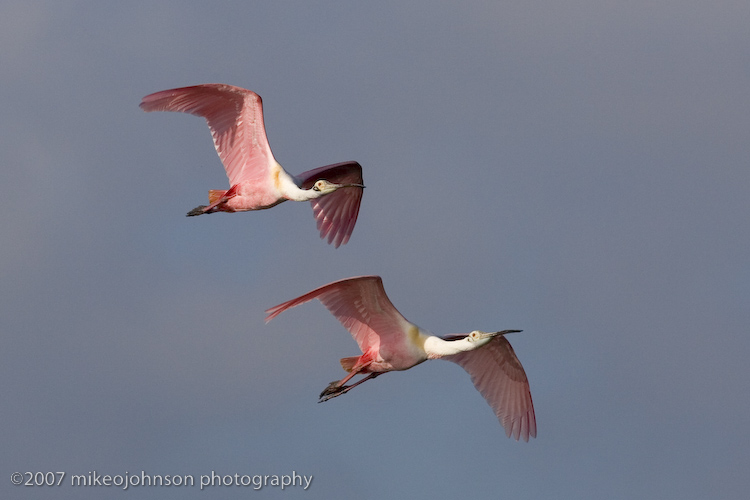 Spoonbills in flight