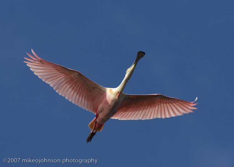 Spoonbill flight shot