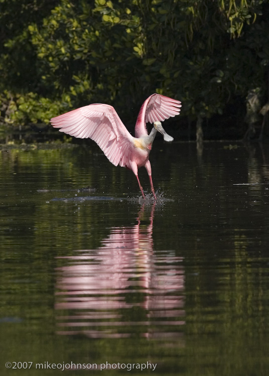Spoonbill landing