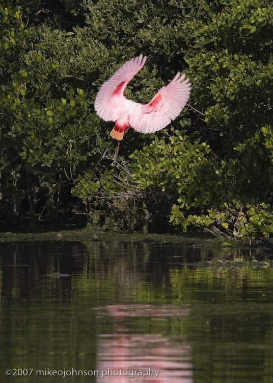 Spoonbill landing