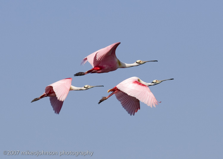 Spoonbills in flight
