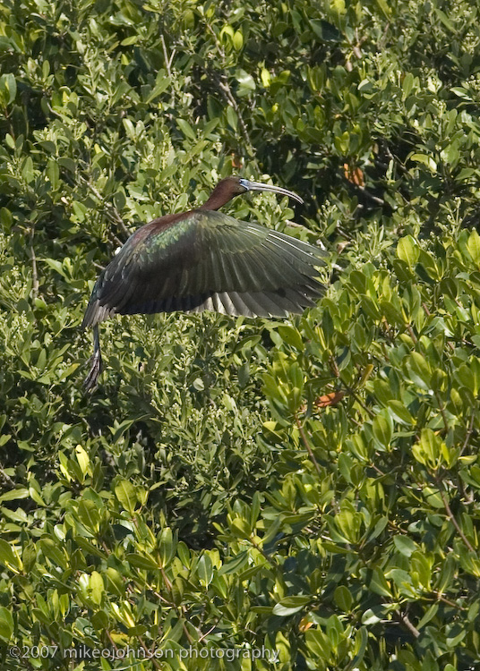 Glossy Ibis flight shot