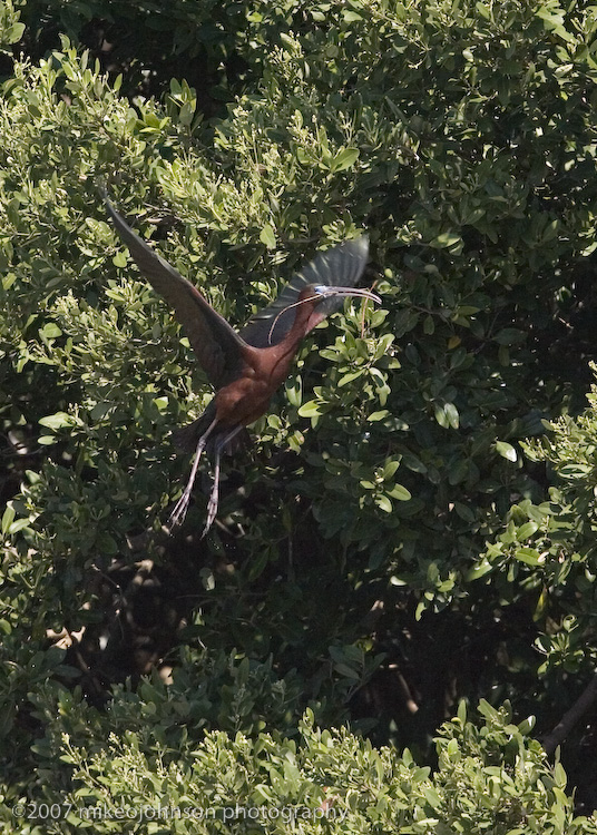 Glossy Ibis flight shot