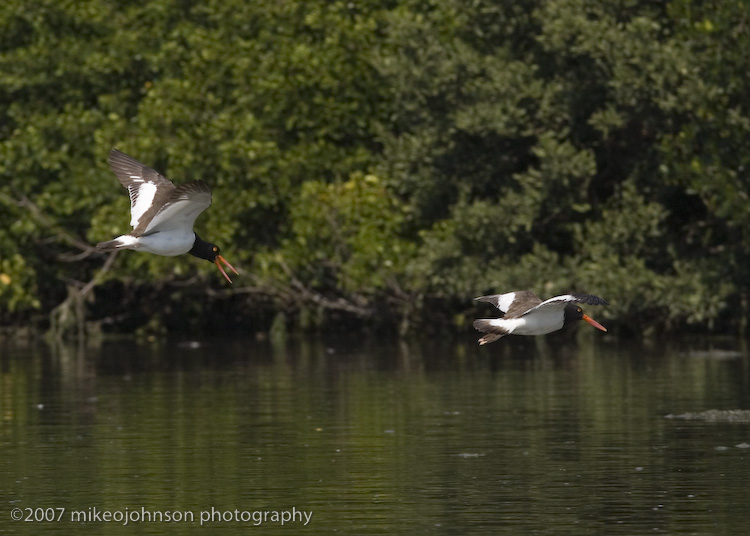 American Oyster Catchers in flight
