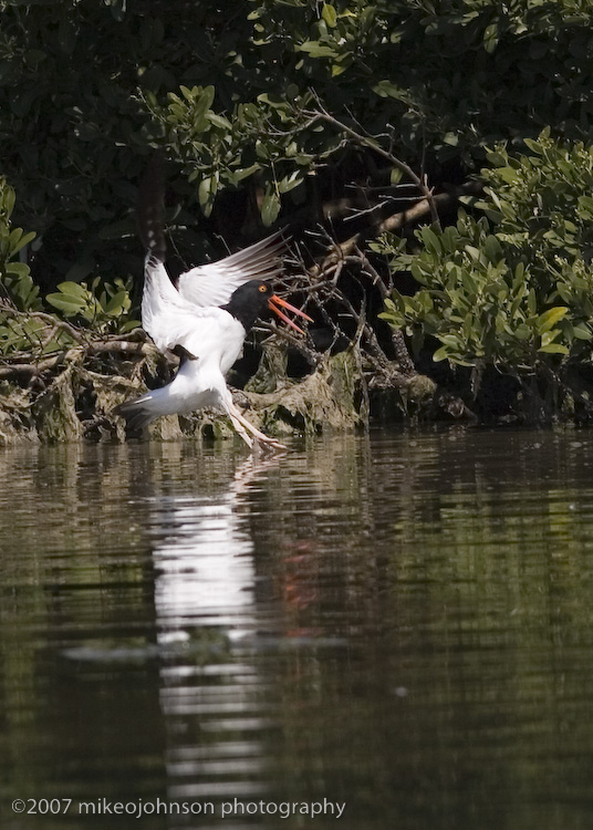 American Oyster Catcher