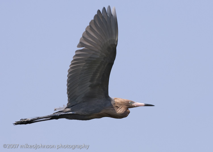 Reddish Egret