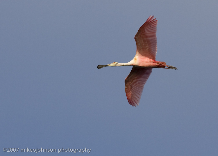 Spoonbill flight shot