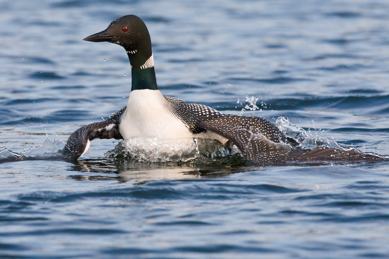 Loon landing