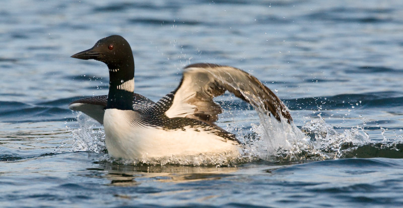 Loon landing